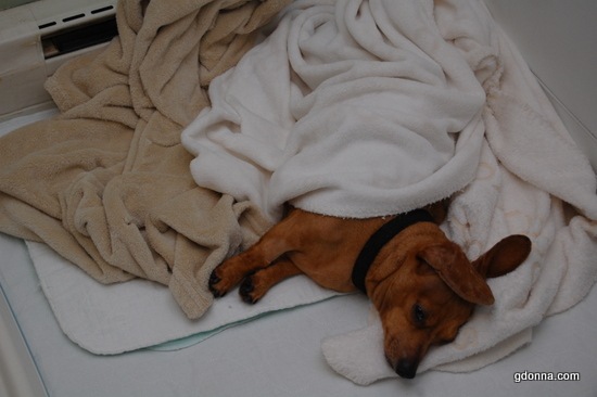 Our little Katie had a herniated disc